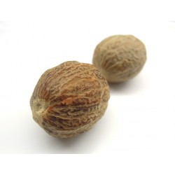 Muskatrieksts
